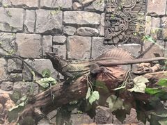 -正佳雨林生态植物园
