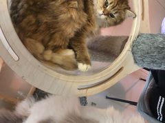 -平行世界·猫咖(首经贸店)