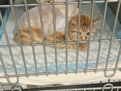 -艾吉宠物医院·疑难杂症转诊中心·猫友好(碧江路院)