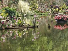 -深圳仙湖植物园