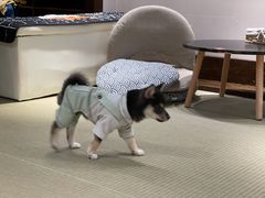 -逗柴咖啡屋·狗咖猫咖宠物桌游