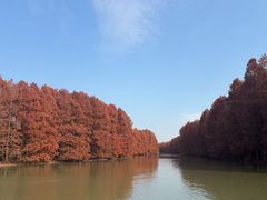 -上海海湾国家森林公园