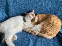 -艾吉宠物医院·疑难杂症转诊中心·猫友好(碧江路院)