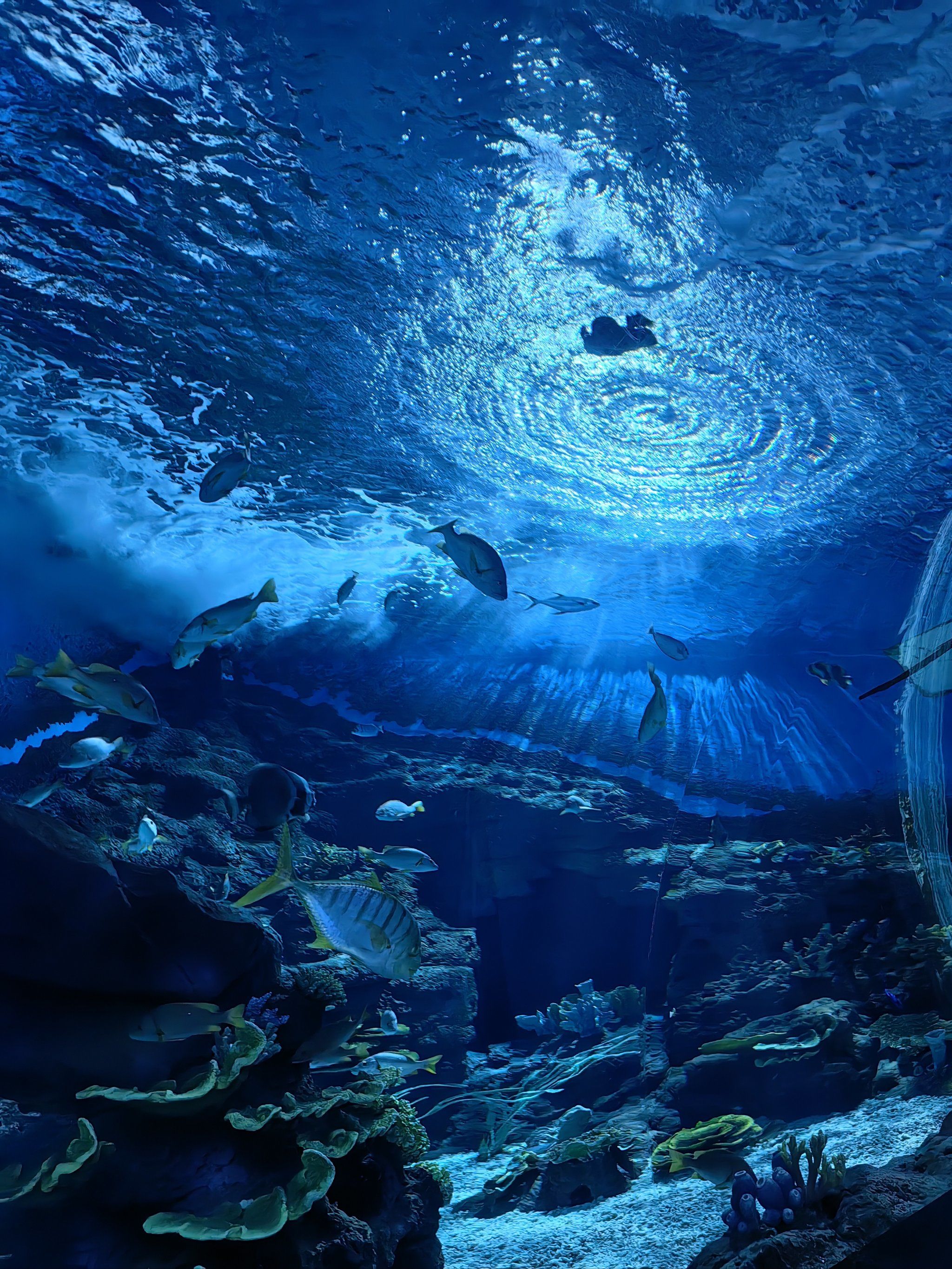 烈日炎炎,奔赴海底两万里避暑