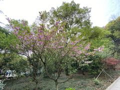 -上海佘山国家森林公园天马山园