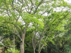-中国科学院西双版纳热带植物园