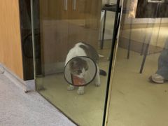 -艾贝尔宠物医院·24H转诊中心·肿瘤猫专科(江宁双龙店)