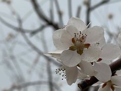 -古塔公园