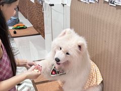 -星多哈·狗咖·拼豆·咖啡