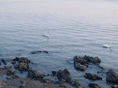 -烟墩角天鹅湖