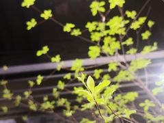 -豆豆花艺(新光天地店)