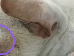 -顺强宠物诊所·狂犬免疫·夜诊·骨科(嘉定店)