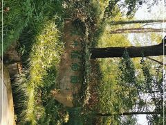 -杭州植物园
