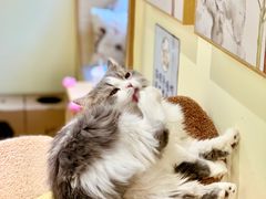 -猫和宫(六道口店)