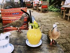-Fern Forest Cafe