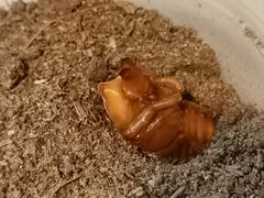 -上海昆虫博物馆