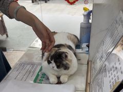 -四月宠物医院·猫专科·心脏专科·内科(转塘店)