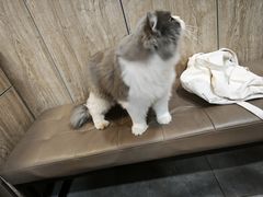 -半岛宠物医院24小时·内窥镜·牙科·碎石中心(府城大道店)