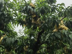 -老袁家蜜桃农场·阳山水蜜桃