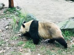 -都江堰中华大熊猫苑