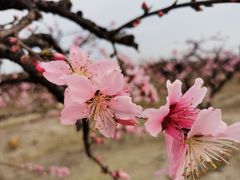 -樂桃源奉贤黄桃种植采摘基地