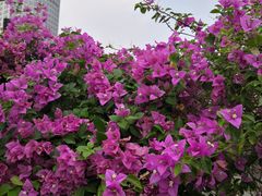 -佛山京华广场MALL