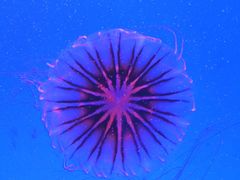 -上海海洋水族馆