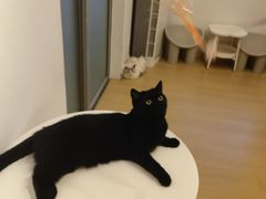 -有喵·猫咖·狗咖·30几只猫10只小狗(岗厦店)