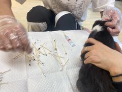-猫十亿·布偶金渐层·曼基康矮脚猫舍(青年路店)