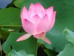-荔湾湖公园