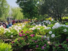 -莲花池公园