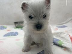 -翊宠yipet猫狗购宠庄园犬舍•猫舍