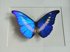 -浙江自然博物院(杭州馆)