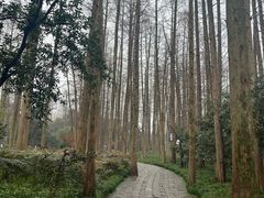 -杭州半山国家森林公园