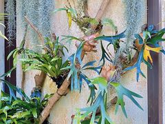 -深圳仙湖植物园