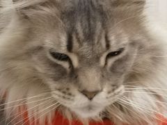-楼上猫咖(罗湖店)
