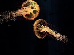 -晚归月亮湾私家菜(临邑路店)