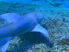 -泉城欧乐堡海洋极地世界