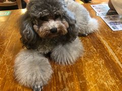 -more than meow吴止猫主题餐厅(承德 中船汇店)