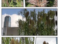 -新虹桥中心花园