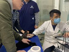 -爱侣宠医·鹦鹉专科·小型哺乳类·异宠专科(灵石路店)