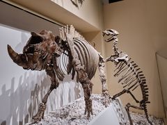 -国家自然博物馆