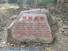 -瑞丽独树成林风景区