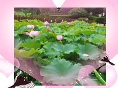 -陈家山荷花公园
