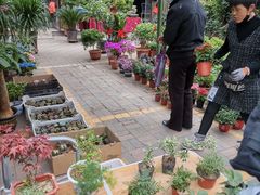-中环花鸟鱼虫市场
