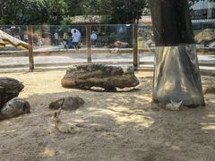 -深圳野生动物园