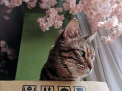 -猫猫幼稚园·撸猫·桌游·电玩