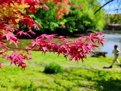 -上海共青森林公园