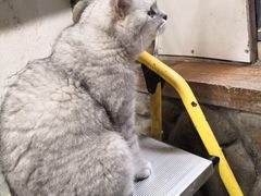 -猫咪博物馆(顶澳仔猫街店)