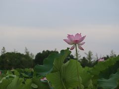 -嘉北郊野公园